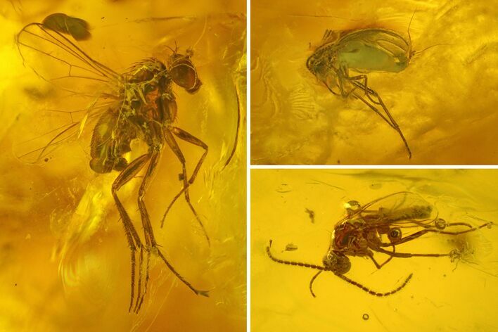 Several Detailed Fossil Flies (Diptera) In Baltic Amber #207549